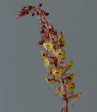 Malaxis calophylla, flowers 5 mm