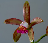 Cattleya leopoldii, flower 9 cm