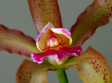 Cattleya leopoldii, close