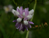 Bont kroonkruid, Coronilla varia