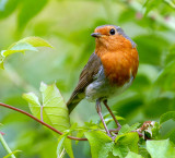 Robin