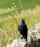 Jackdaw