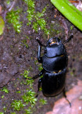 Female Stag Beetle