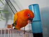 Parrot the Conure