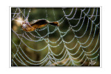 Leaf & Web