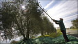 Olive harvest on Monte Olivero Maggiore