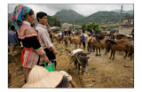 Cattle market in bac ha