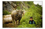 Cattle market in bac ha