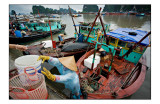 Ha Long fishing harbor 3