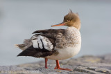 Red-breasted Merganser - Middelste Zaagbek - Mergus serrator