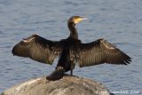 Great Cormorant  -  Aalscholver  -  Phalacrocorax carbo