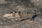 Blue Sand-Grasshopper - Kiezelsprinkhaan - Sphingonotus caerulans