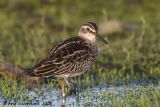 Broad-billed Sandpiper - Breedbekstrandloper - Limicola falcinellus