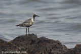 Grey Plover - Zilverplevier - Pluvialis squatarola