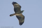 European Honey Buzzard - Wespendief - Pernis apivorus