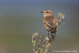 Whinchat - Paapje - Saxicola rubetra