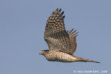 Eurasian Sparrowhawk - Sperwer - Accipiter nisus