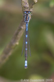 Crescent Bluet - Maanwaterjuffer - Coenagrion lunulatum