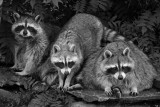 Racoons_Winnipeg Zoo 5820.jpg