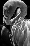 Flamingo_Winipeg Zoo 5787.jpg