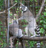Lemur antics