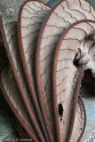 Leaf Curl III
