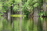 Mangrove Reflected I