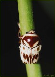 Leaf Beetle    Cryptocephalus mutabilis