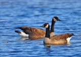 geese