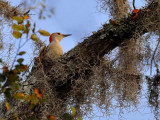 red bellied woodpecker