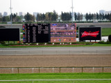 Woodbine