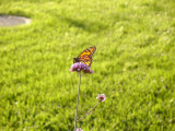 Butterfly at Coney Island