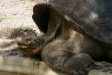 Galapagos Tortoise-Cousins