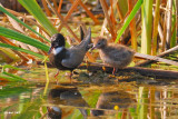 Guifette noire (Black tern)