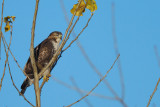 Buse à queue rousse,immature (Red-tailed hawk)