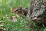 Tamia ray/Petit suisse  (Eastern chipmunk)