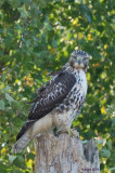 Buse  queue rousse (Red-tailed hawk)