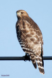 Buse  paulettes (Red-shouldered hawk)