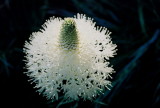 Xerophyllum tenax. Mt Hood, Ore  7/9/09