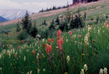 Castilleja miniata and occidentalis near Leadville, Co  7/25/09