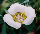 Calochortus gunnisonii close up. Near Nederland, Co  7/25/09