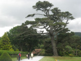 Muckross Gardens