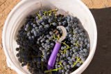 Picking Cabernet Sauvignon Grapes in Paicines