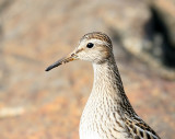 Bcasseau  poitrine cendre, Pectoral Sandpiper (Pointe de lIslet, Tadoussac)