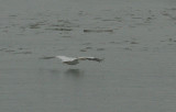 Plican dAmrique, American White Pelican Les Escoumins (08/07/08)