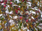 snow berries.jpg
