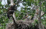 Eaglets in Nest  0508-7j  Yakima Canyon