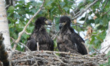 Eaglets in Nest  0608-5j  Yakima Canyon