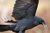 Close up in flight