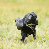 Raven tossing grass (displacement behaviour)